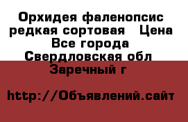 Орхидея фаленопсис редкая сортовая › Цена ­ 800 - Все города  »    . Свердловская обл.,Заречный г.